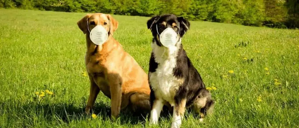 マスクをした犬たち