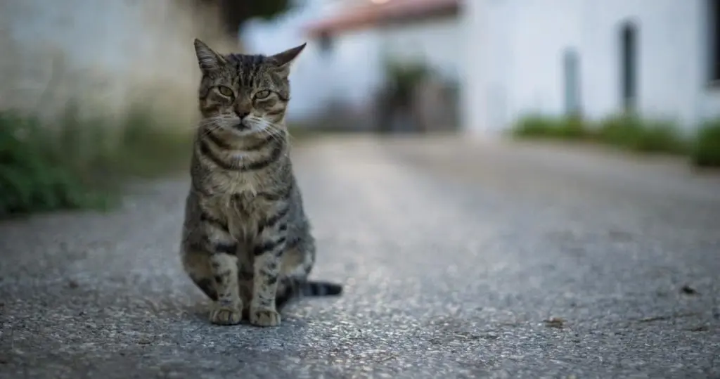 路上で暮らす猫