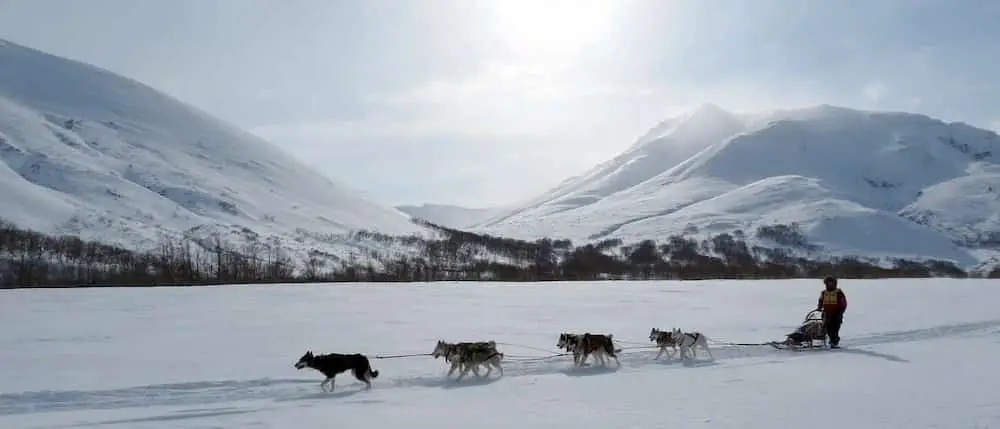 雪原を走行する犬ぞり