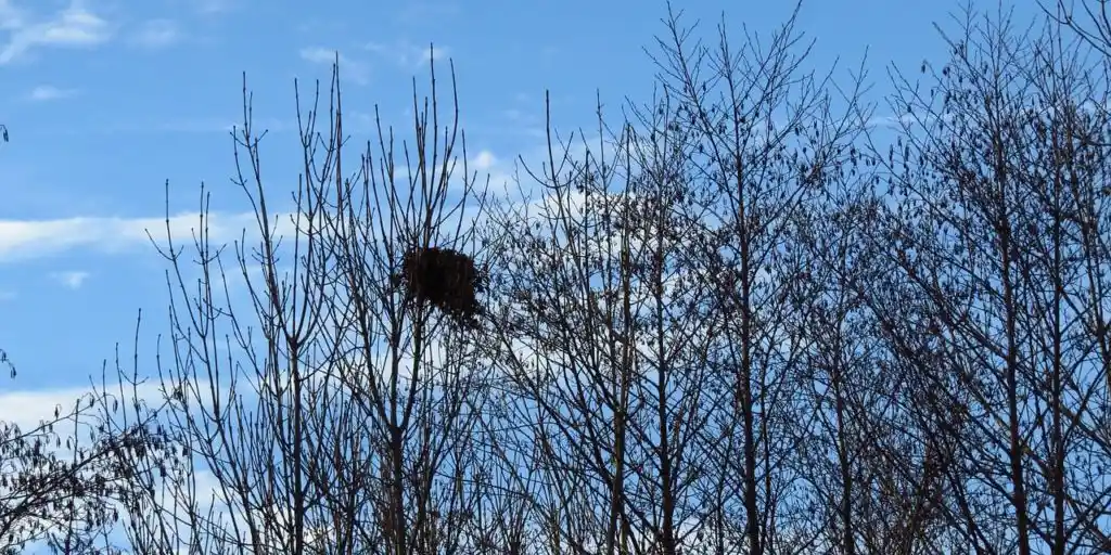 鴉の巣