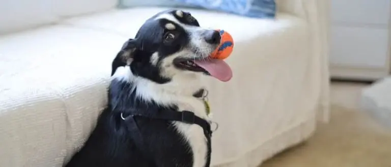 ボールをくわえる犬