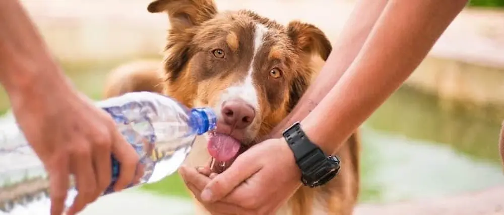 ペットボトルの水を飲む犬