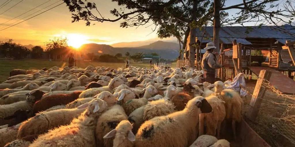 夕方の羊の牧場
