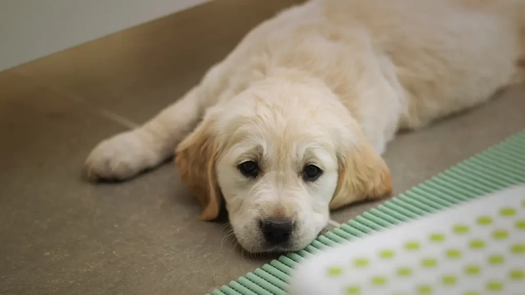 うなだれるゴールデンレトリバーの子犬