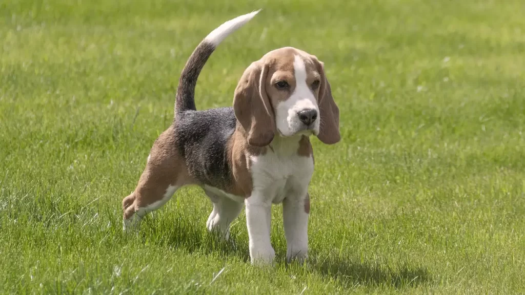 ビーグル犬