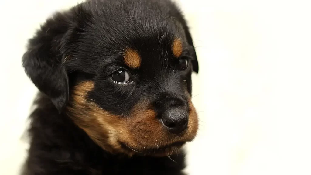 puppy dog
