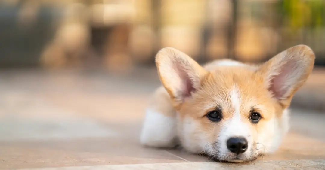 退屈そうに伏せるコーギーの子犬