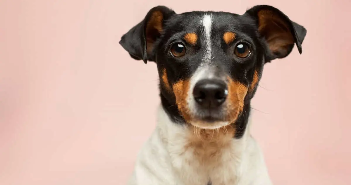 まっすぐにこちらを見つめる犬のアップ画像