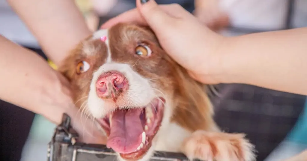 撫でられて喜んでいる犬
