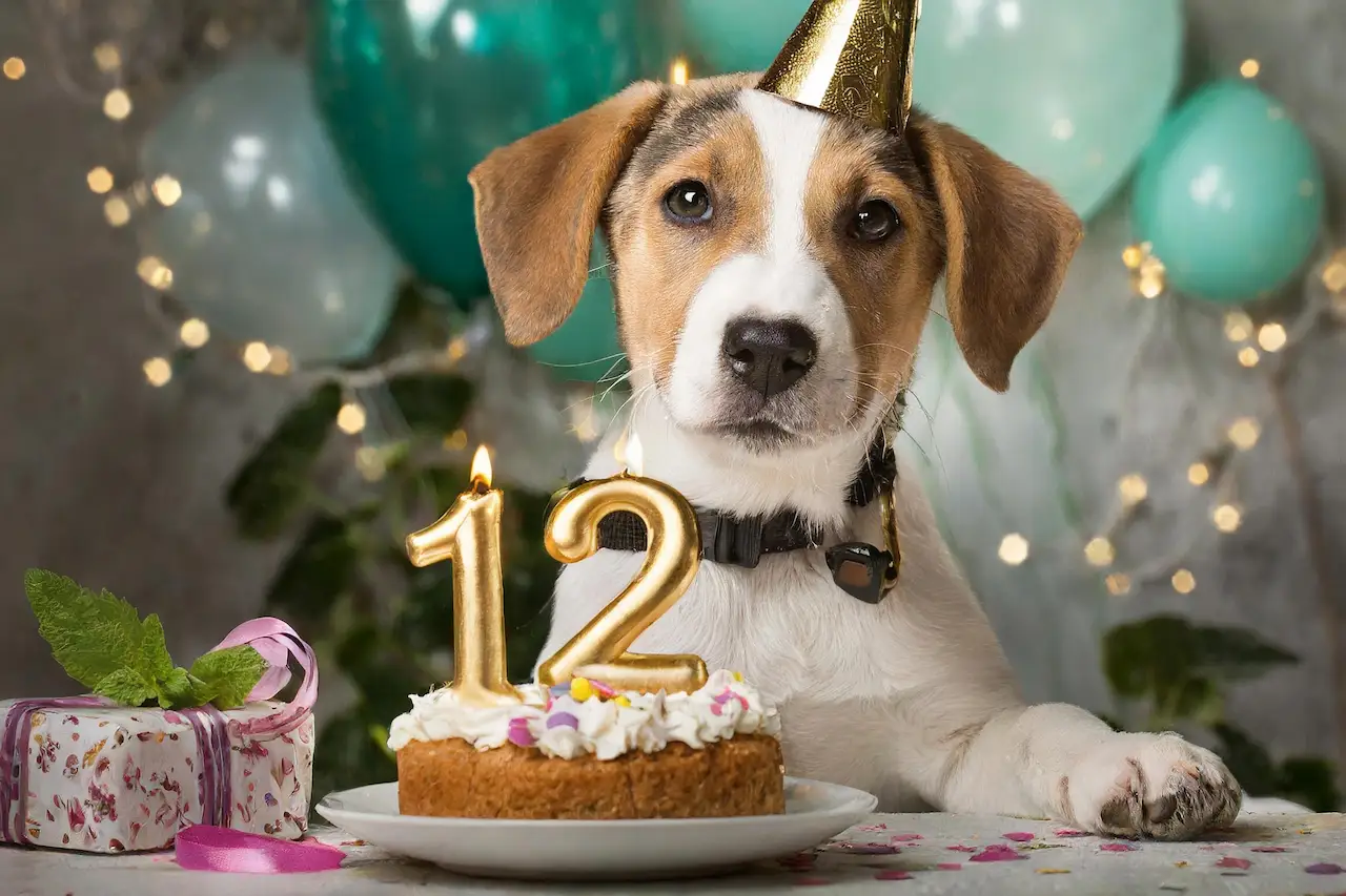 12の数字が書かれたケーキの前にいる犬