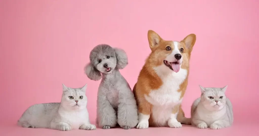 プードルとコーギーと2匹の猫