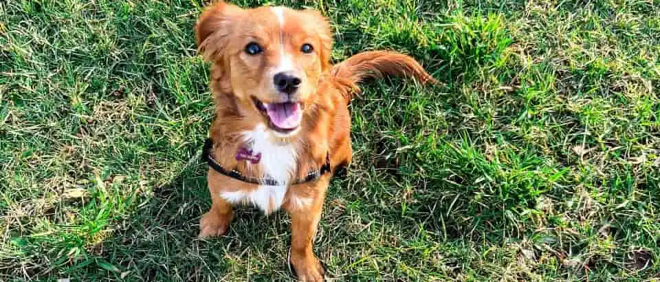 草原と犬