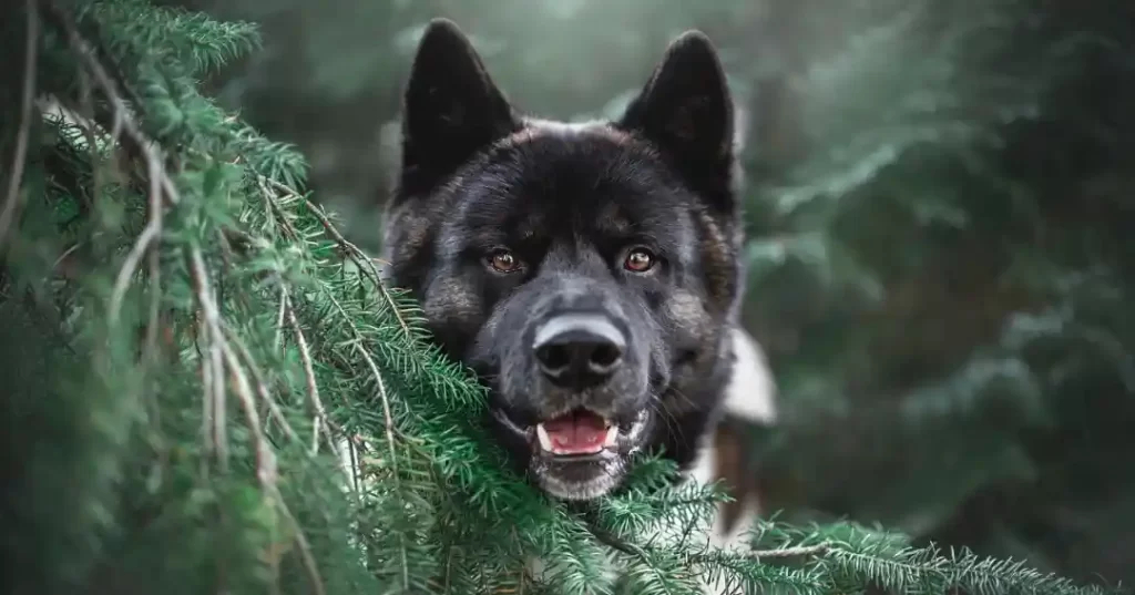 秋田犬と松の木