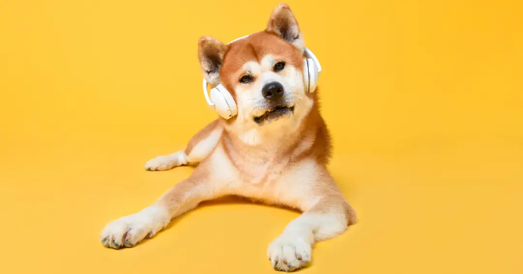 ヘッドフォンを装着した秋田犬