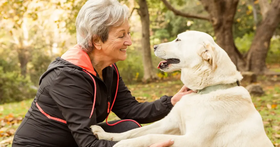 目を合わせる年配女性とラブラドールレトリバー