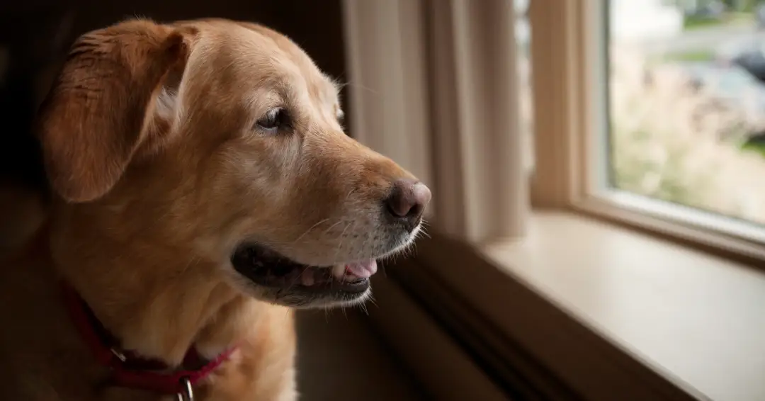 外を眺めるラブラドールレトリバーの老犬