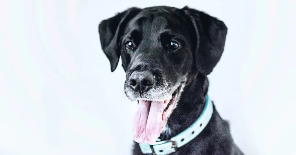 何かを見つめる老犬の黒い犬