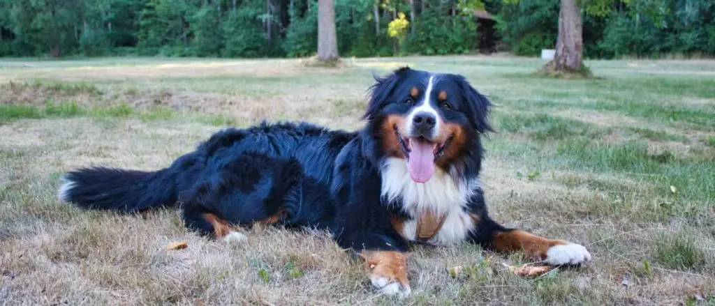 草原でくつろぐバーニーズマウンテンドッグ