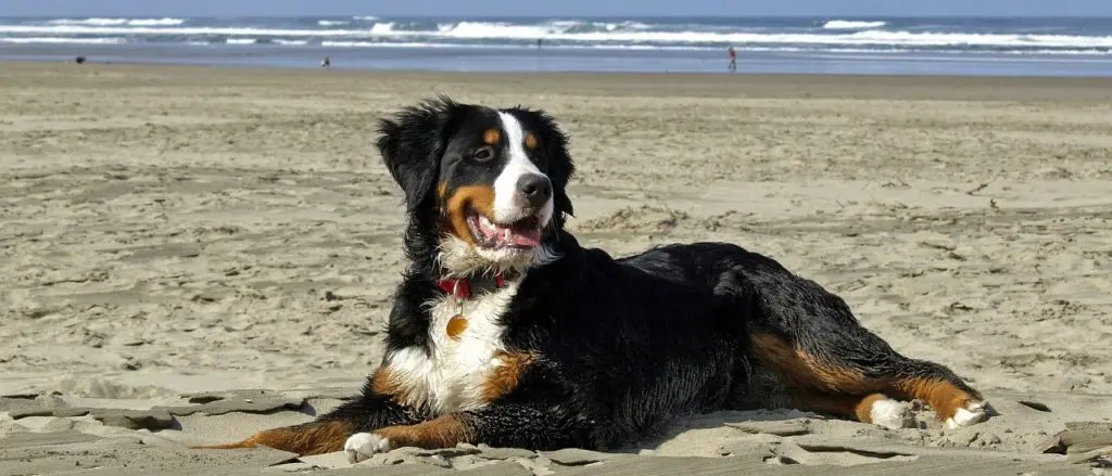 砂浜でくつろぐバーニーズマウンテンドッグ