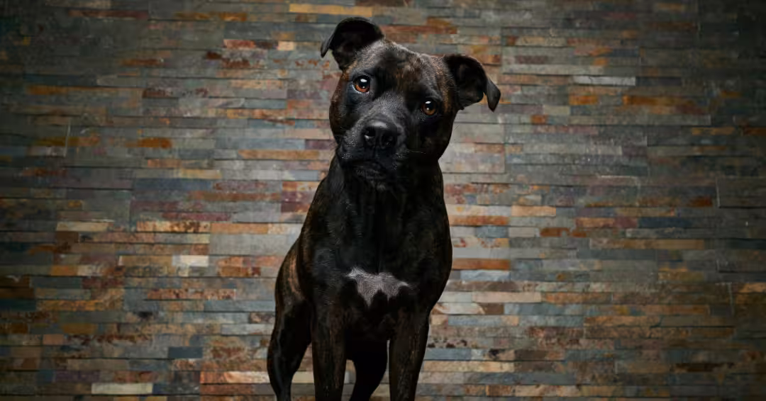黒い犬