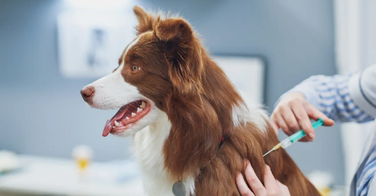 ワクチン接種を行うボーダーコリー