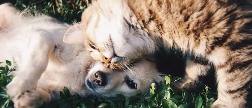 犬に甘える猫