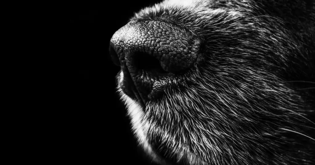 犬の鼻の拡大画像