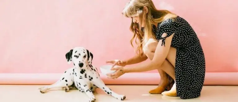 食べるのを嫌がるダルメシアン