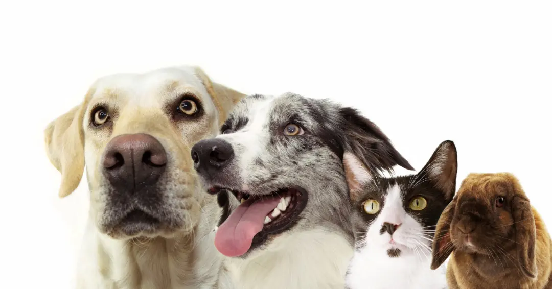 犬と猫とウサギ