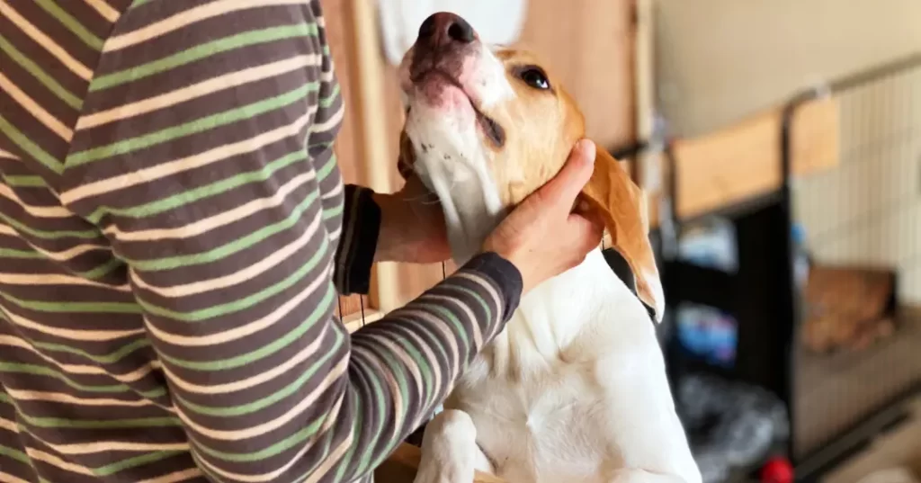 飼い主を見つめる犬