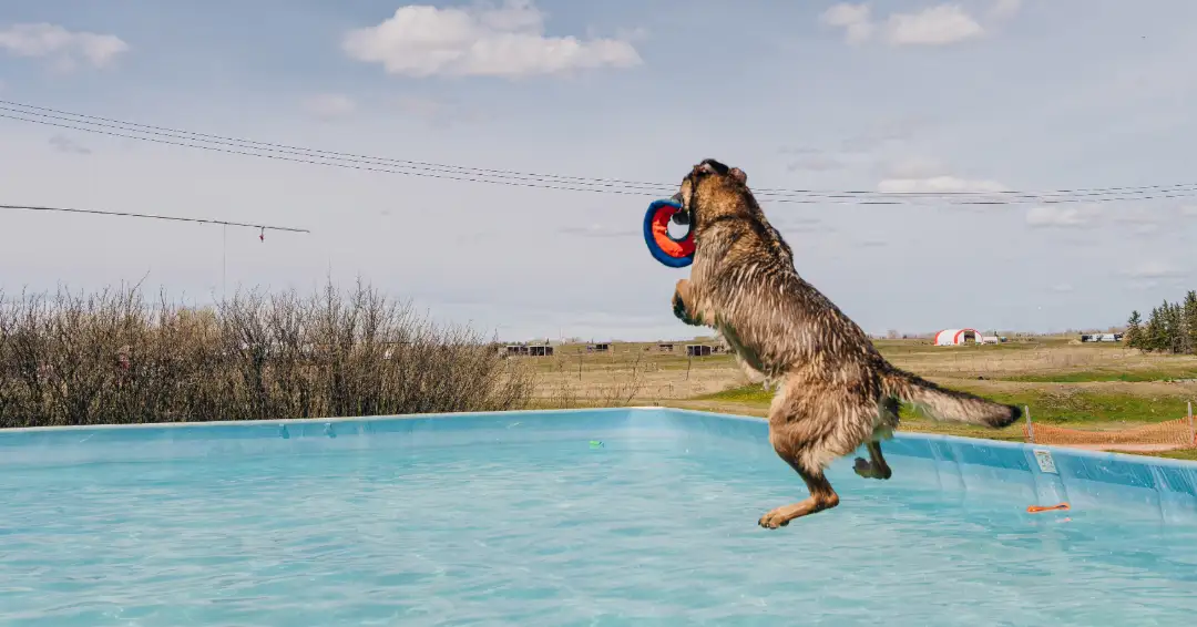 プールに飛び込む犬
