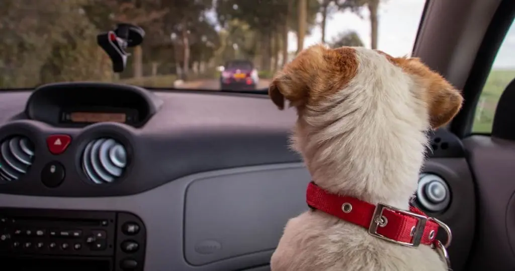 助手席から前方を見る犬