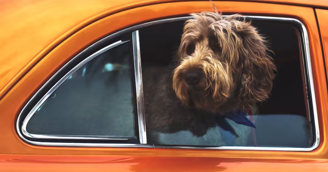 黄色い車の窓から顔をのぞかせる犬