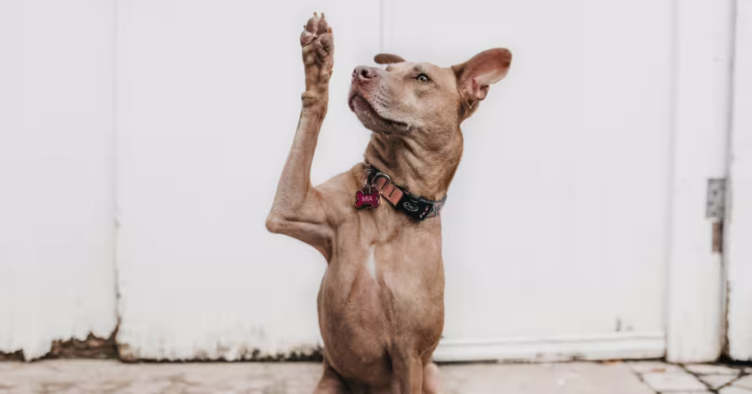 手を挙げる犬