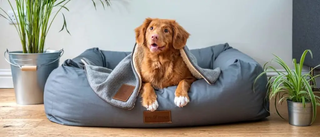 ソファーでくつろぐ犬