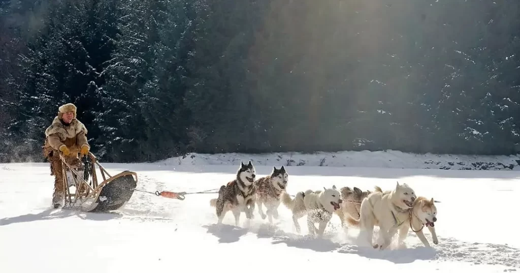 雪原を走る犬ぞり
