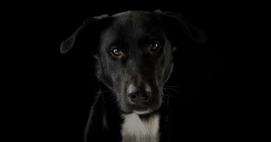 こちらを見つめる犬