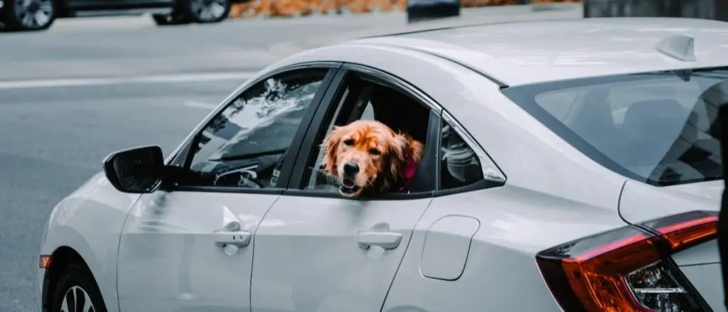 走行中の車の窓から顔を出す犬