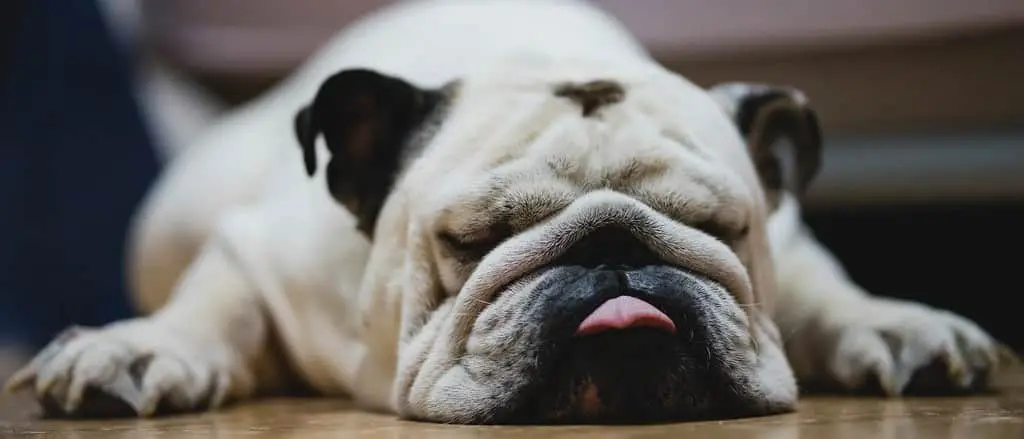 居眠りするブルドッグ