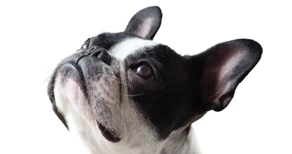 上を見上げるフレンチブルドッグ