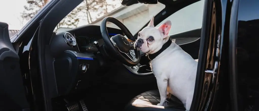 車の運転席に座るフレンチブルドッグ