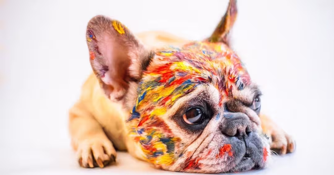 顔に絵の具がついたフレンチブル