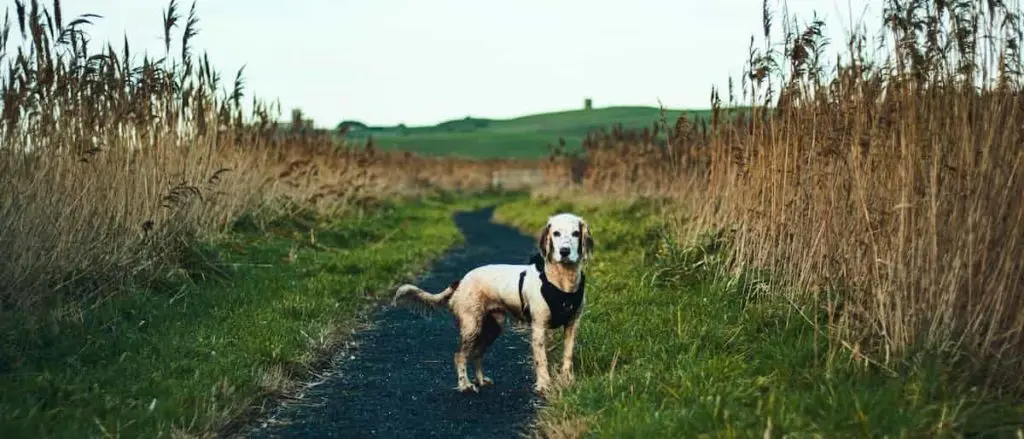 迷子の犬のイメージ