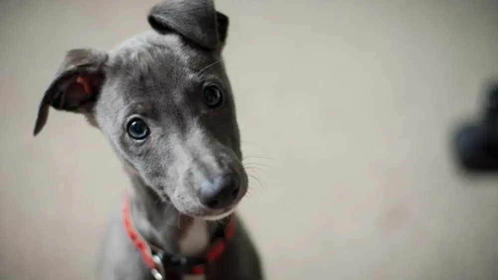 首を傾げるイタリアングレーハウンドの子犬