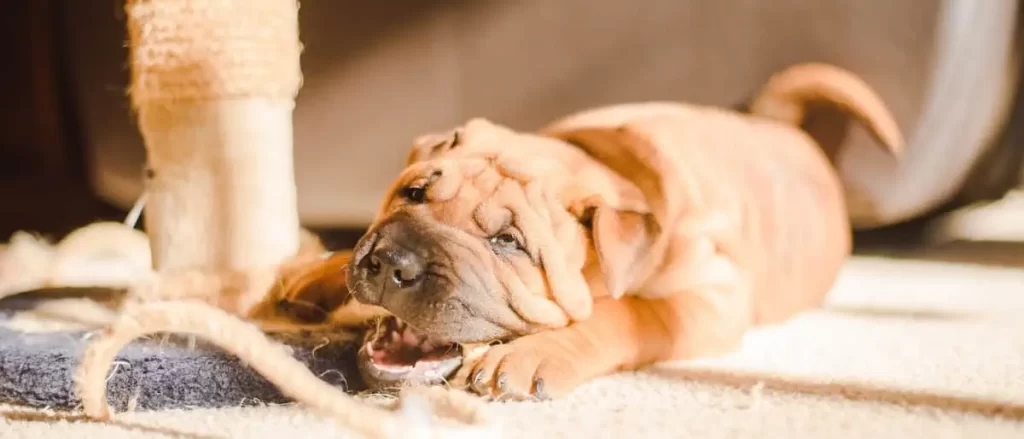 いたずらをするブルドッグの子犬