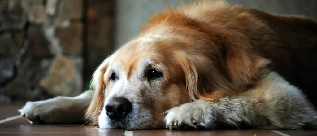 ゴールデンレトリバーの老犬