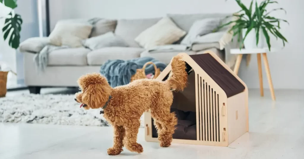 ハウスから出るプードルの子犬