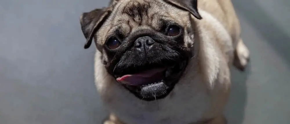 目線を合わせるパグ犬