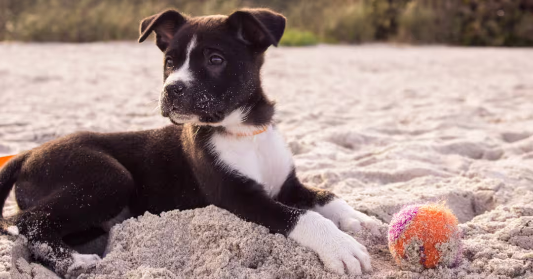 砂浜で遊ぶ子犬