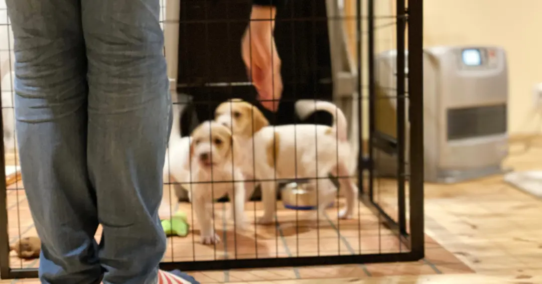 パピーウォーカーと子犬